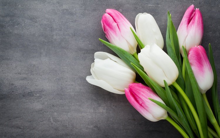 цветы, весенние, букет, пинк, тюльпаны, розовые, белые, белая, красива,  цветы, парное, flowers, spring, bouquet, tulips, pink, white, beautiful, fresh
