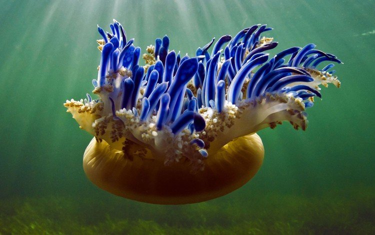 море, медуза, подводный мир, куба, jardines de la reina national park, sea, medusa, underwater world, cuba