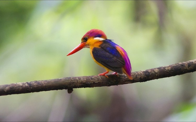 природа, птица, на природе, красива, зимородок, животно е, птаха, nature, bird, beautiful, kingfisher, animals