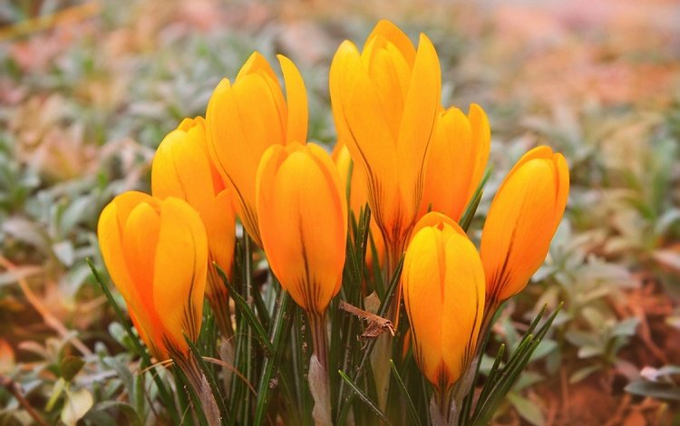 цветы, весна, желтые, крокусы, yellow crocuses, flowers, spring, yellow, crocuses