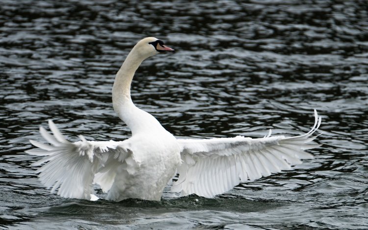вода, озеро, крылья, птица, лебедь, пасмурно, лейка, белый лебедь, лебедь-шипун, water, lake, wings, bird, swan, overcast, white swan