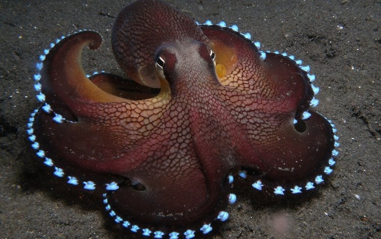 осьминог, щупальца, подводный мир, octopus, tentacles, underwater world