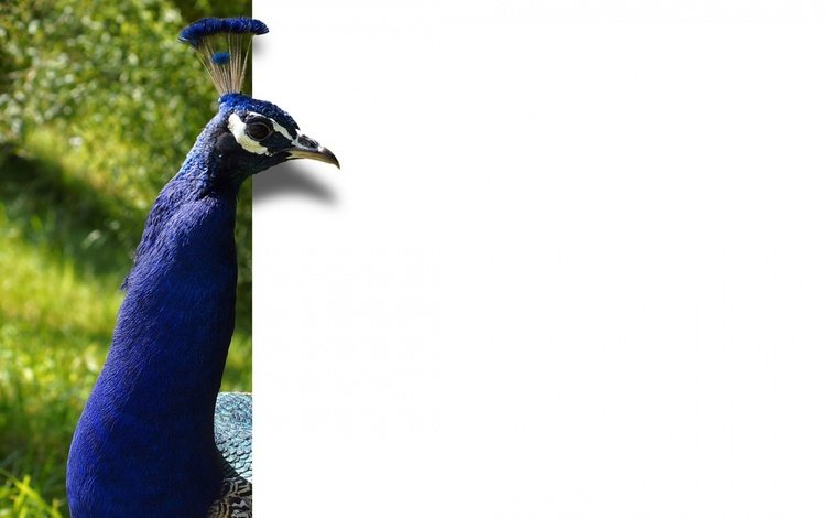 фон, минимализм, птица, павлин, оперение, background, minimalism, bird, peacock, tail