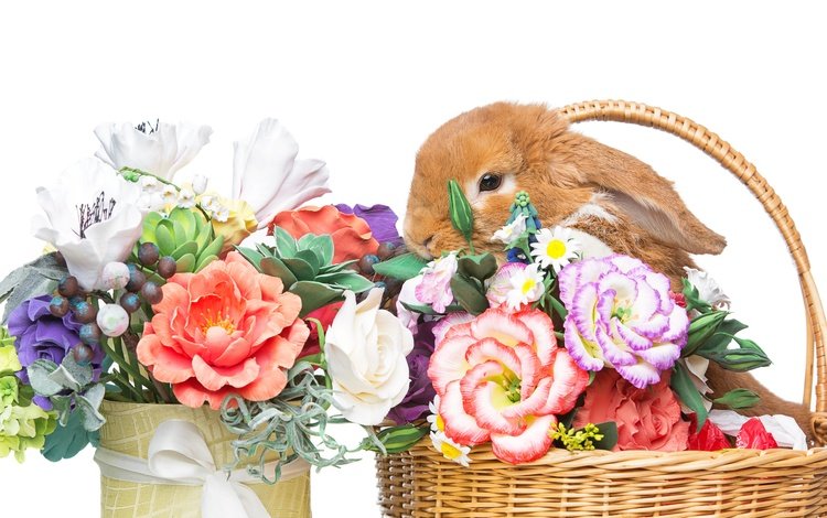 цветы, довольная, корзина, зайка, кролик, пасха,  цветы, глазунья, декорация, весенние, зеленые пасхальные, flowers, happy, basket, bunny, rabbit, easter, eggs, decoration, spring