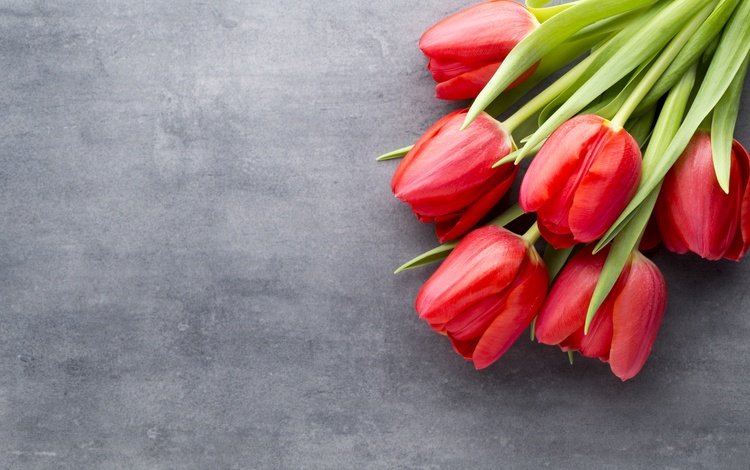 цветы, красные, букет, тюльпаны, краcный, тульпаны,  цветы, парное, весенние, flowers, red, bouquet, tulips, fresh, spring