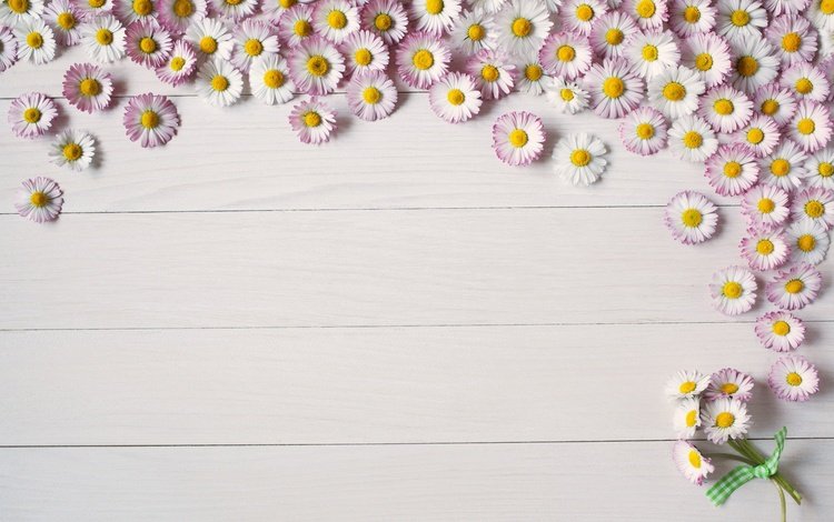 цветы, фон, доски, ромашки, цветком, летнее, пинк, flowers, background, board, chamomile, flower, summer, pink