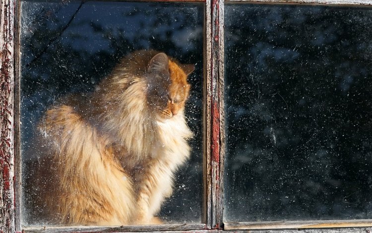 кот, кошка, пушистый, дом, окно, рыжий, cat, fluffy, house, window, red