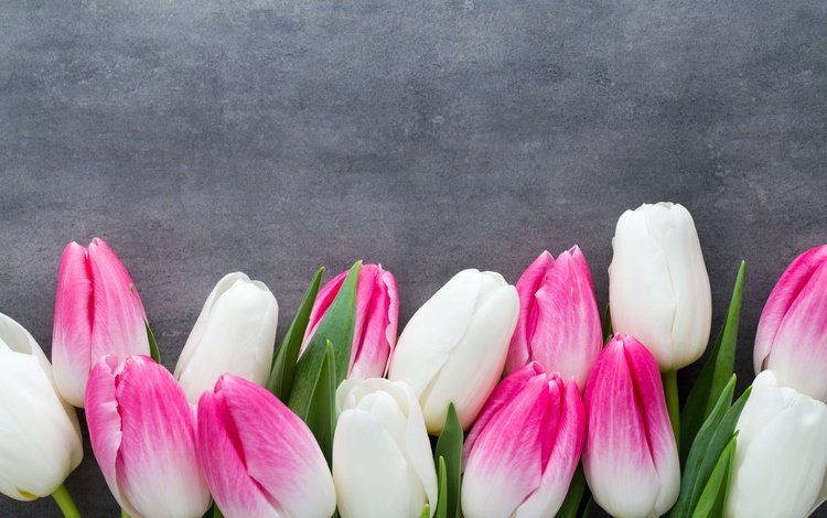цветы, пинк, букет, тюльпаны, розовые, белые, белая, тульпаны,  цветы, парное, весенние, spring, flowers, bouquet, tulips, pink, white, fresh