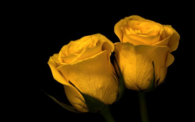 цветы, бутоны, фон, розы, черный фон, желтые, flowers, buds, background, roses, black background, yellow