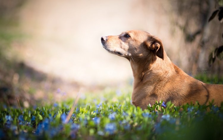 цветы, взгляд, собака, друг, flowers, look, dog, each