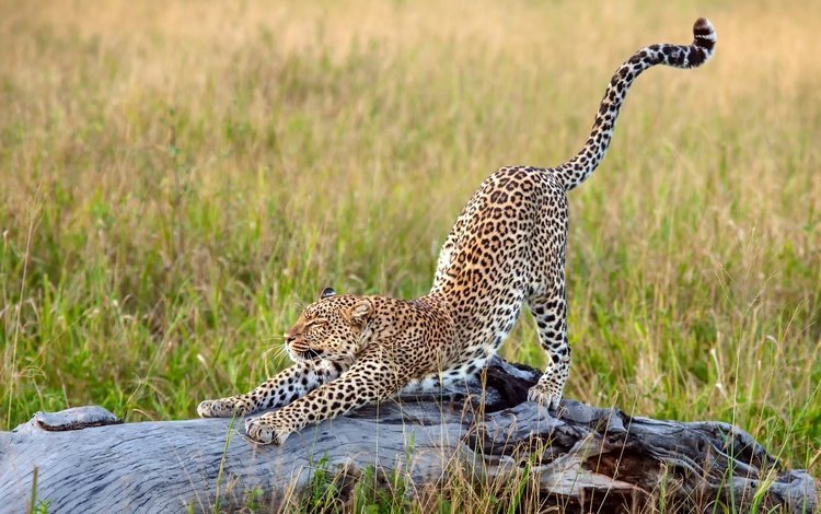 трава, леопард, африка, большая кошка, потягивается, grass, leopard, africa, big cat, stretching