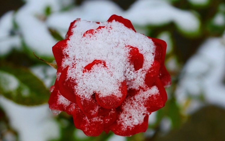 снег, зима, цветок, роза, красная, красная роза, snow, winter, flower, rose, red, red rose