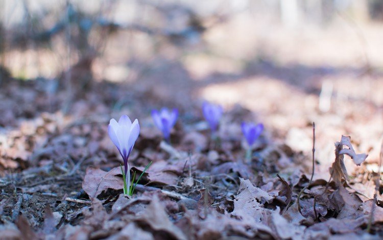 цветы, природа, весна, крокусы, flowers, nature, spring, crocuses