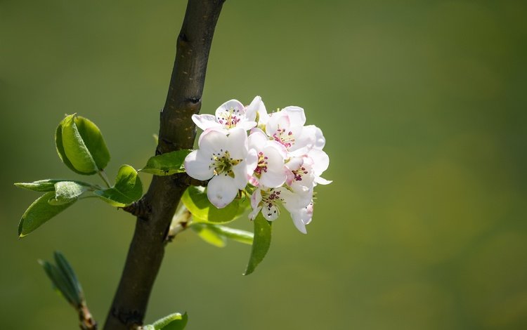 ветка, природа, цветение, весна, яблоня, branch, nature, flowering, spring, apple