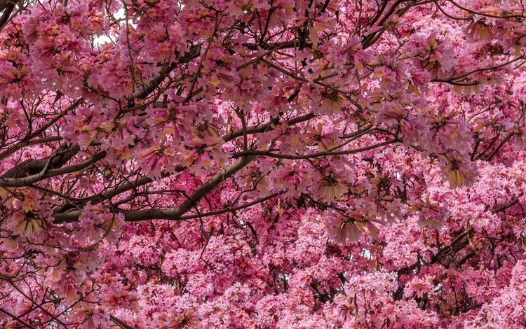 дерево, цветение, сад, весна, сакура, tree, flowering, garden, spring, sakura