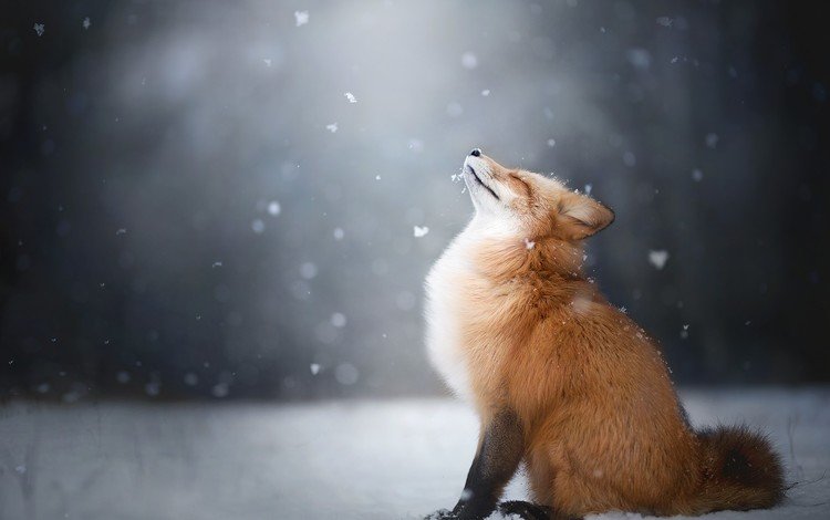 снег, снежинки, лиса, лисица, животное, snow, snowflakes, fox, animal