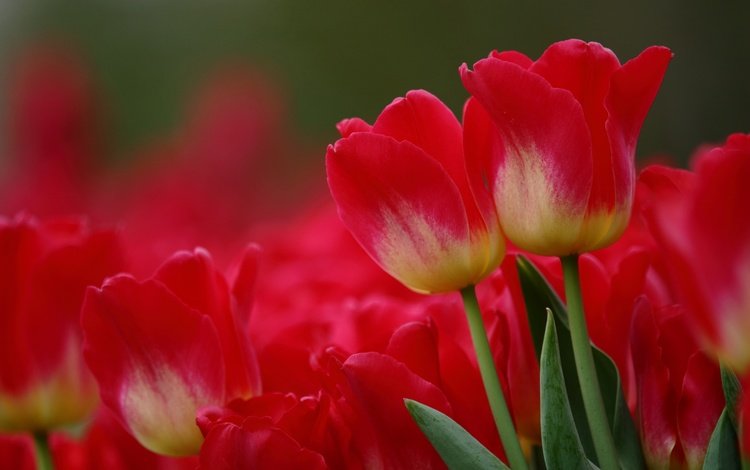 цветы, макро, красные, тюльпаны, flowers, macro, red, tulips