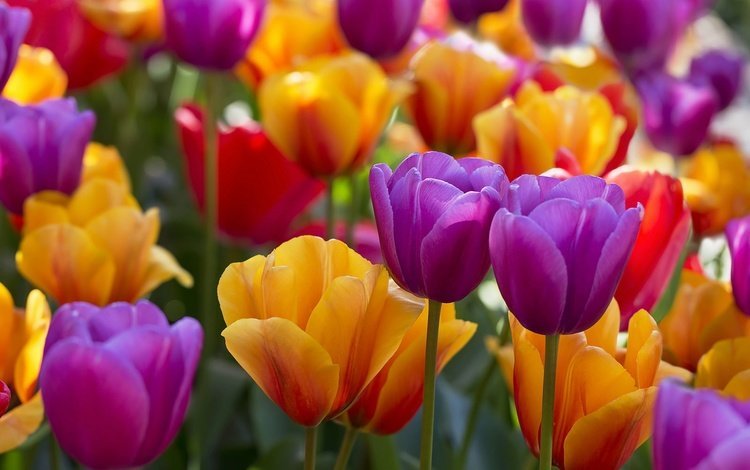 цветы, бутоны, разноцветные, тюльпаны, flowers, buds, colorful, tulips