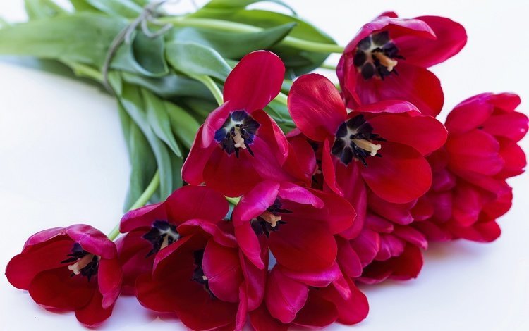 цветы, лепестки, красные, букет, тюльпаны, flowers, petals, red, bouquet, tulips