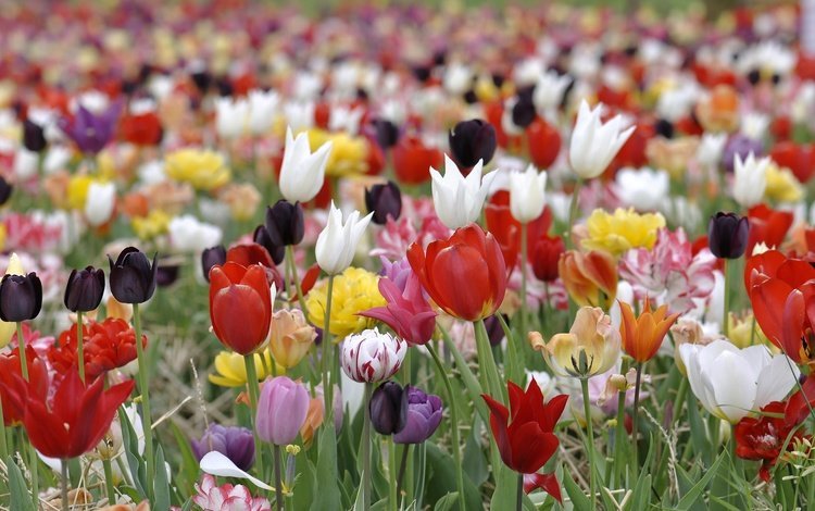 цветы, лепестки, луг, весна, тюльпаны, flowers, petals, meadow, spring, tulips