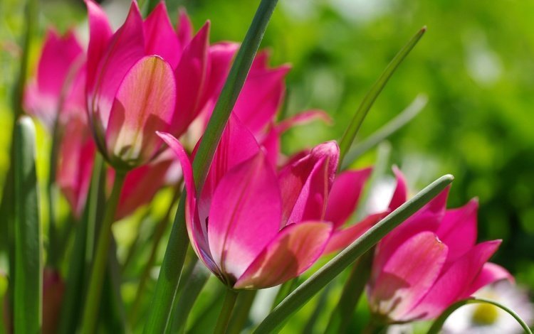цветы, макро, весна, тюльпаны, flowers, macro, spring, tulips