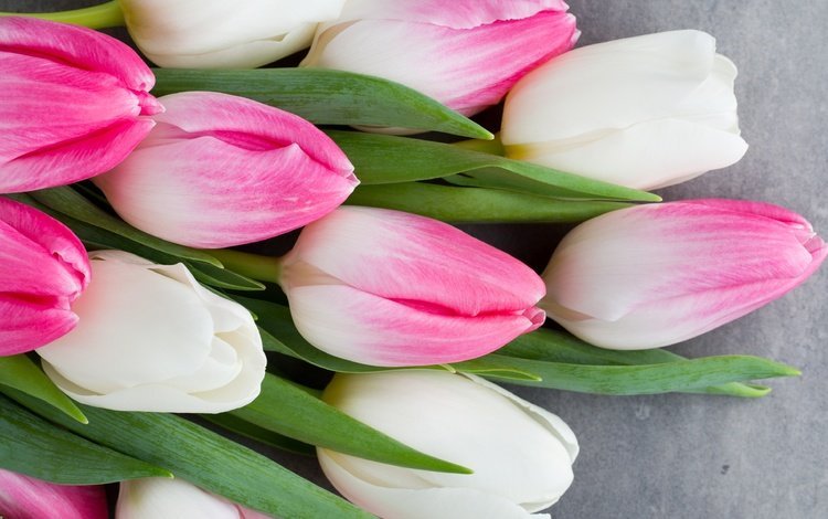 цветы, букет, тюльпаны, розовые, белые, белая, тульпаны,  цветы, весенние, пинк, flowers, bouquet, tulips, pink, white, spring