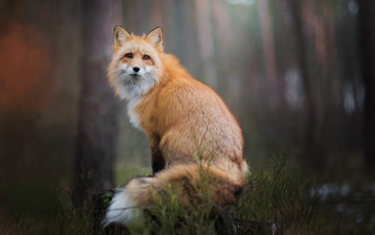 природа, лес, фон, взгляд, лиса, лисица, nature, forest, background, look, fox