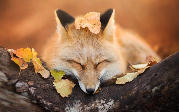 природа, листва, осень, лиса, лисица, закрытые глаза, iza łysoń, nature, foliage, autumn, fox, closed eyes