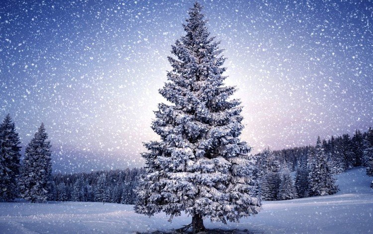 деревья, снег, природа, зима, пейзаж, снегопад, trees, snow, nature, winter, landscape, snowfall