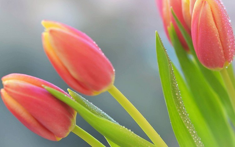 цветы, макро, роса, весна, тюльпаны, flowers, macro, rosa, spring, tulips