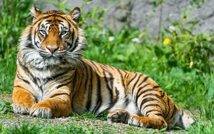 тигр, трава, природа, животные, большая кошка, тигр.животные, tiger, grass, nature, animals, big cat, tiger.animals
