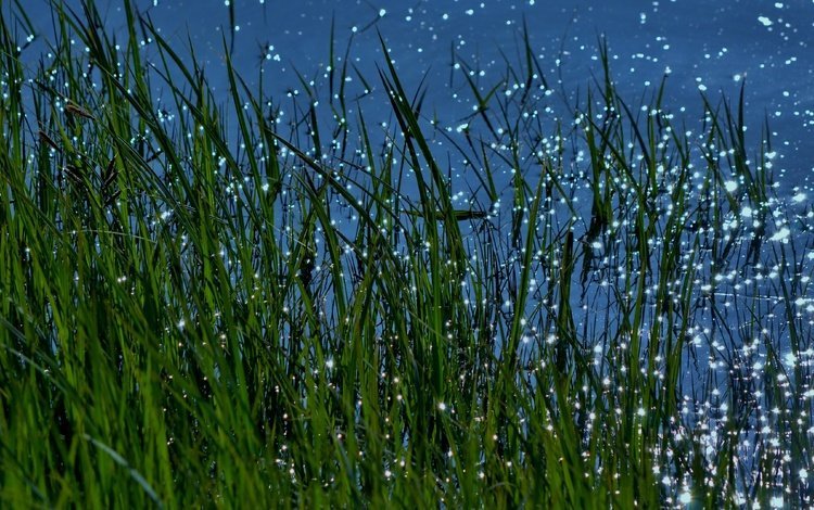 трава, вода, природа, макро, блики, grass, water, nature, macro, glare