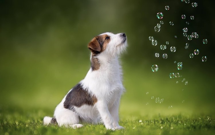 трава, собака, мыльные пузыри, джек-рассел-терьер, grass, dog, bubbles, jack russell terrier