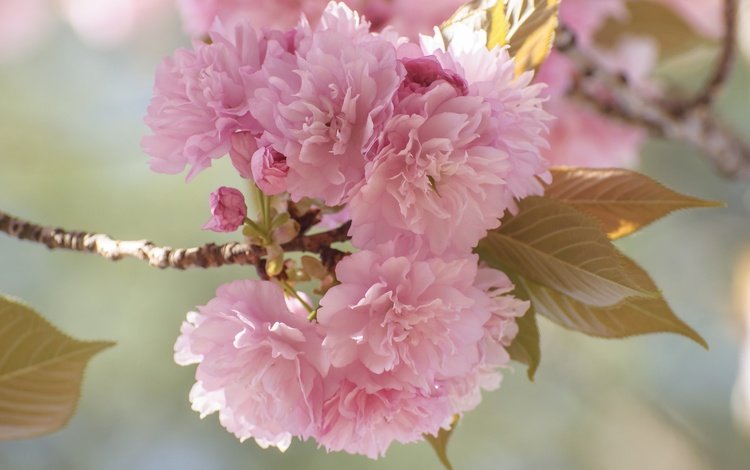 цветы, ветка, цветение, сад, весна, сакура, flowers, branch, flowering, garden, spring, sakura