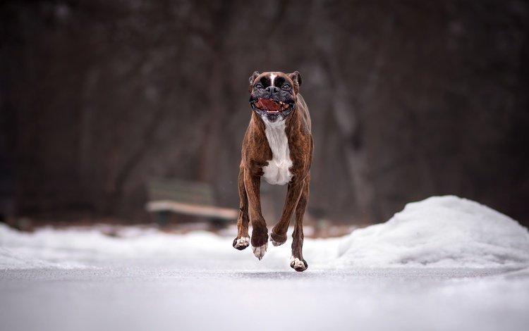 дорога, снег, зима, собака, язык, бег, боксер, road, snow, winter, dog, language, running, boxer