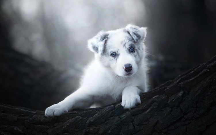 животные, чёрно-белое, собака, щенок, animals, black and white, dog, puppy