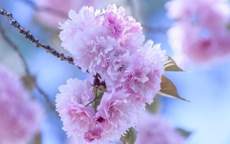 цветение, лепестки, сад, весна, сакура, flowering, petals, garden, spring, sakura