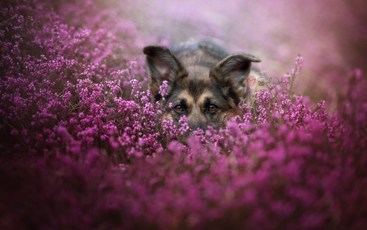 морда, цветы, взгляд, собака, немецкая овчарка, face, flowers, look, dog, german shepherd