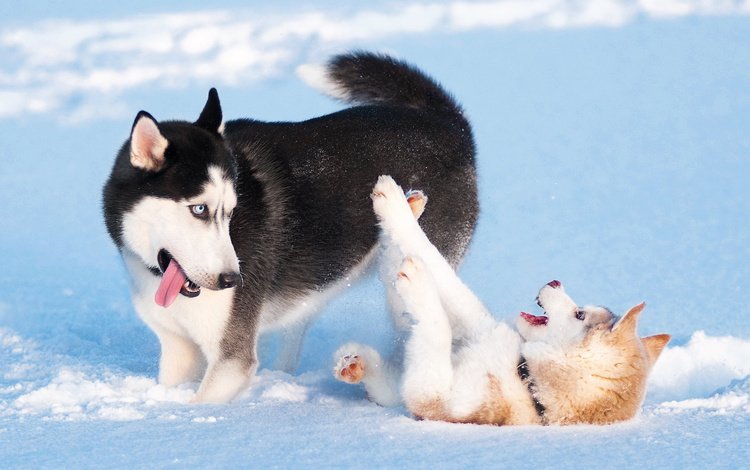снег, зима, игра, хаски, щенки, собаки, сибирский хаски, snow, winter, the game, husky, puppies, dogs, siberian husky