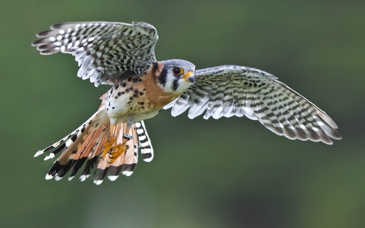 полет, крылья, птица, сокол, пустельга, воробьиная пустельга, flight, wings, bird, falcon, kestrel, sparrow kestrel