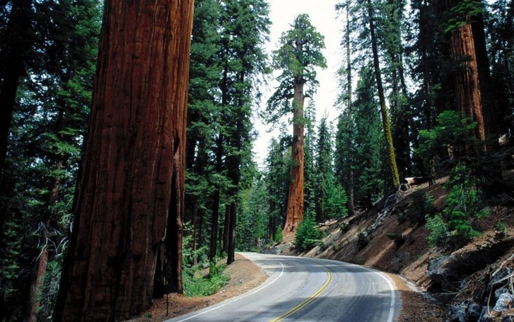 дорога, деревья, лес, стволы, асфальт, секвойи, секвойя, road, trees, forest, trunks, asphalt, sequoia