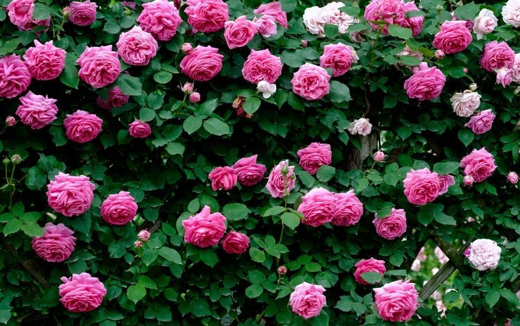 цветы, розы, лепестки, розовые, flowers, roses, petals, pink