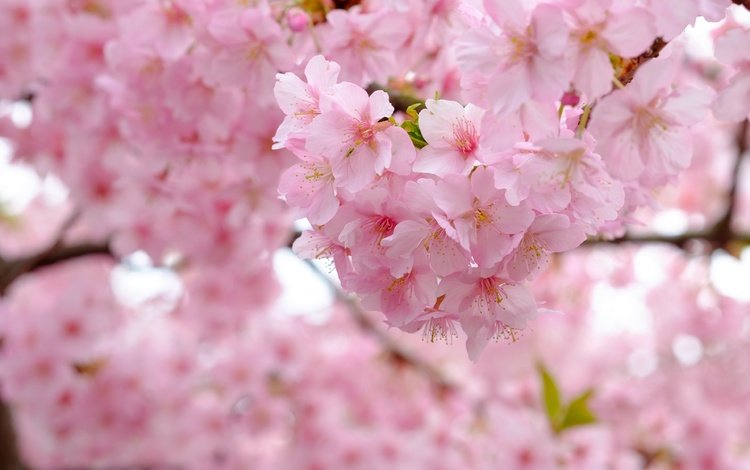дерево, цветение, ветки, весна, вишня, сакура, tree, flowering, branches, spring, cherry, sakura