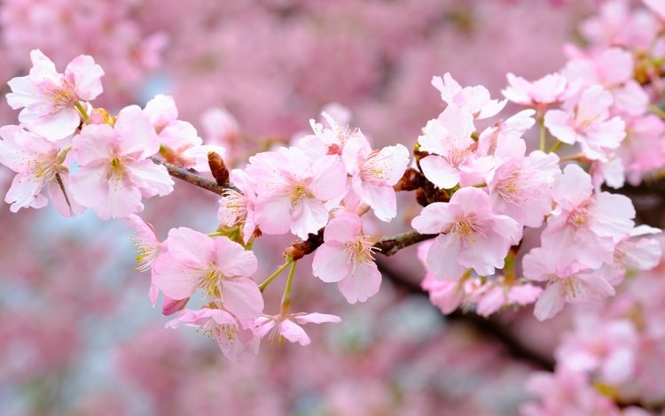 цветы, цветение, ветки, весна, розовые, вишня, сакура, flowers, flowering, branches, spring, pink, cherry, sakura