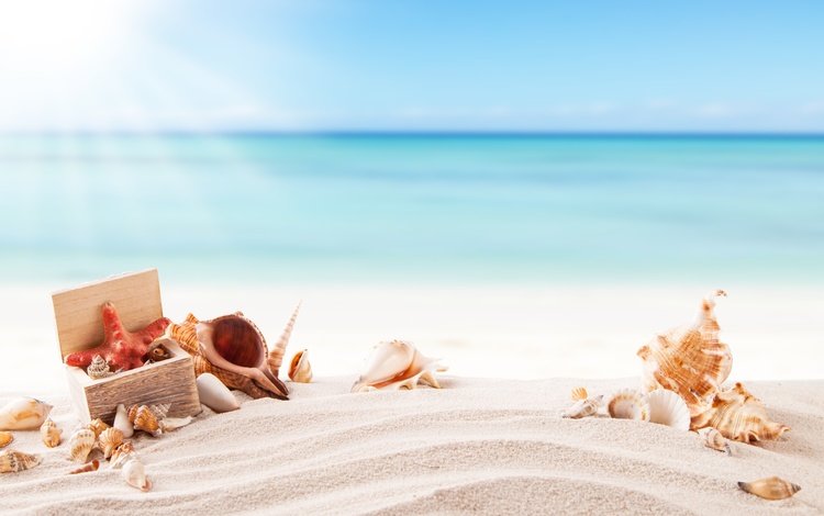 солнце, каникулы, море, летнее, песок, пляж, лето, ракушки, морская звезда, песка, seashells, the sun, vacation, sea, sand, beach, summer, shell, starfish