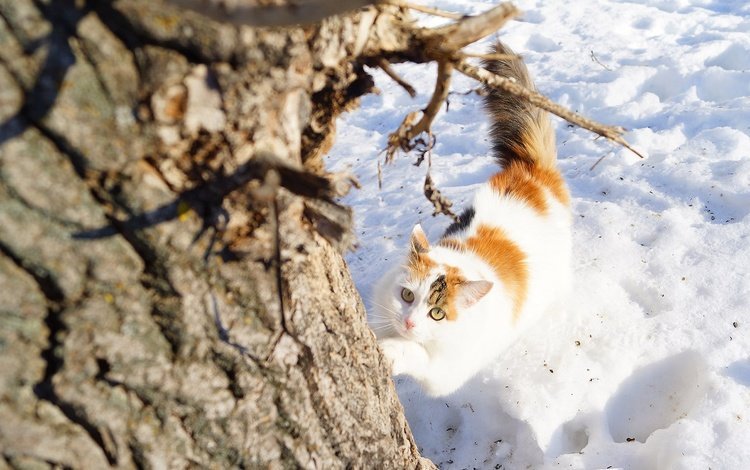 снег, дерево, зима, кошка, взгляд, snow, tree, winter, cat, look