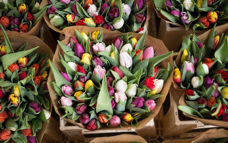 цветы, бутоны, красочные, тюльпаны, букеты, alice achterhof, flowers, buds, colorful, tulips, bouquets