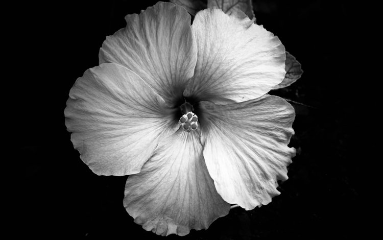 цветок, лепестки, чёрно-белое, jeremy bishop, flower, petals, black and white