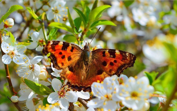 цветение, макро, насекомое, бабочка, весна, flowering, macro, insect, butterfly, spring
