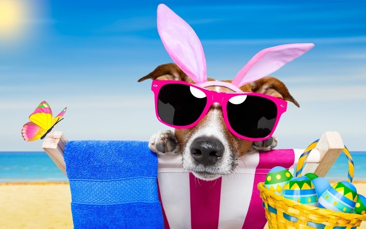пляж, зеленые пасхальные, очки, собака, юмор, бабочки, пасха, яйца, зайчик, beach, glasses, dog, humor, butterfly, easter, eggs, bunny